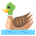 male duck