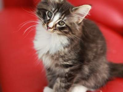 Cute Kitten #10