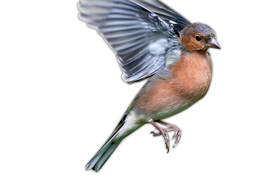 Chaffinch