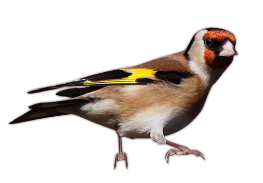 Goldfinch