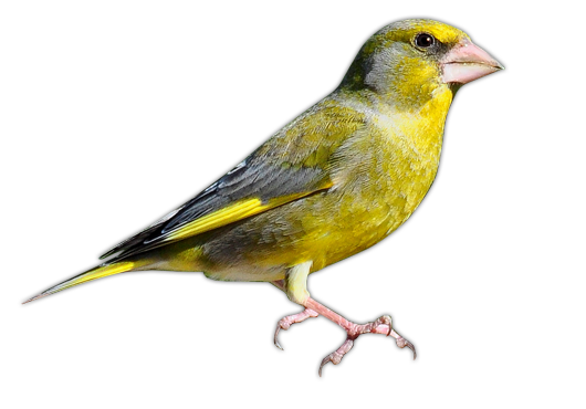 Greenfinch