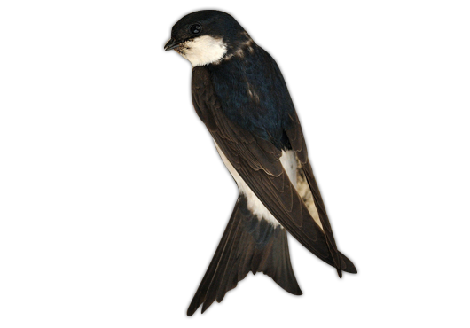 House Martin