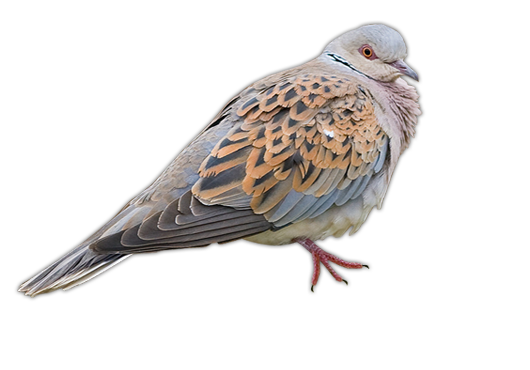 Turtle Dove