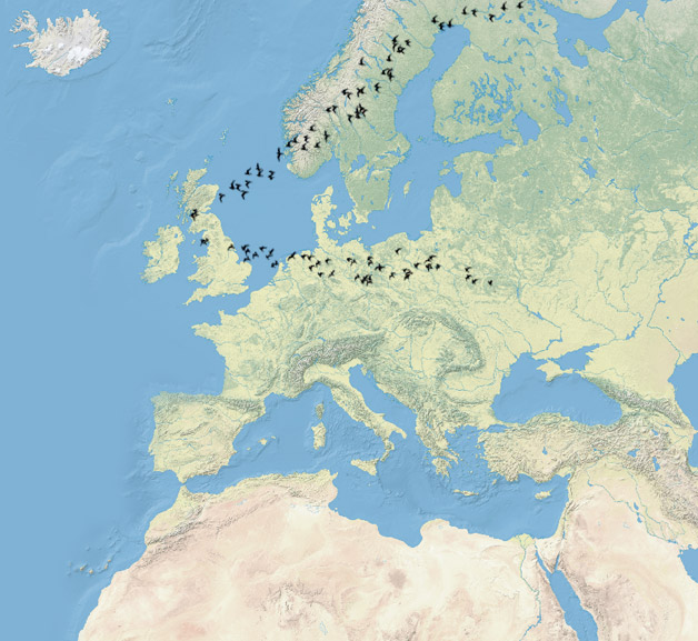 Chaffinch Migration Map