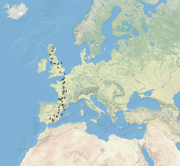 Goldfinch Migration Map