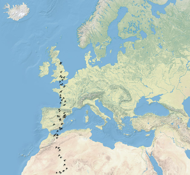 House Martin Migration Map