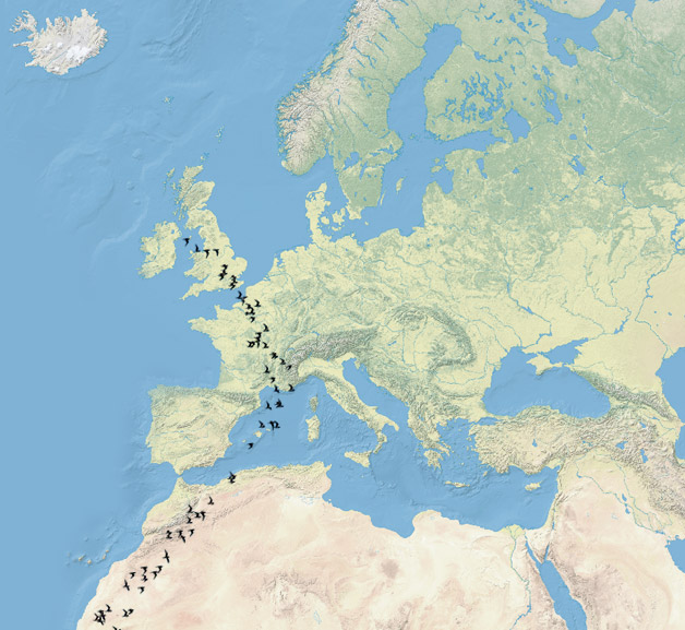 Swallow Migration Map