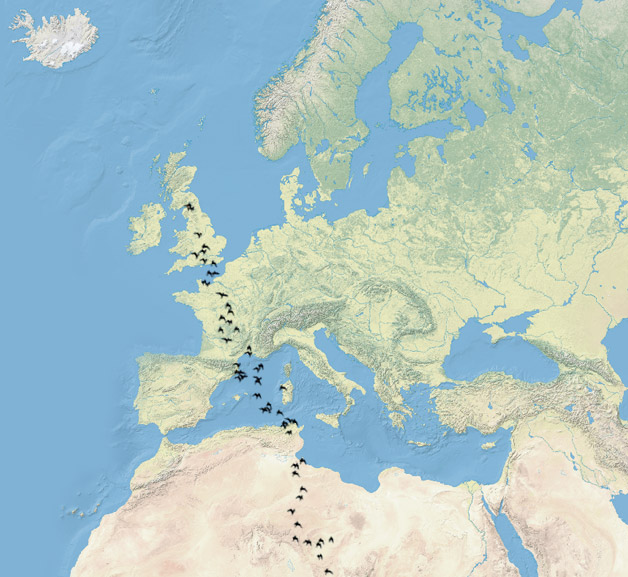 Turtle Dove Migration Map