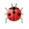 ladybug