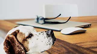 A dog at a desk looks up at a laptop and mouse